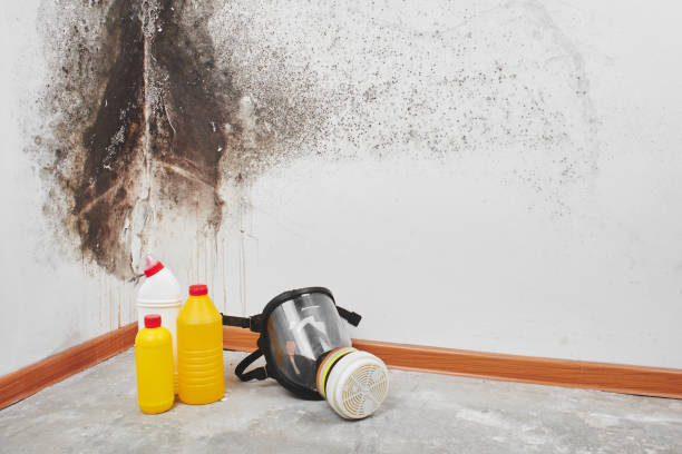 Best Emergency Mold Remediation  in North Miami, FL